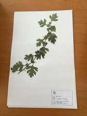 Crataegus monogyna