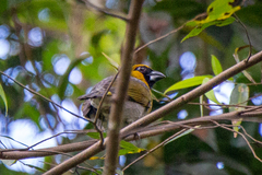 Caryothraustes poliogaster