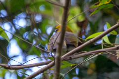 Caryothraustes poliogaster