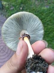 Chlorophyllum molybdites