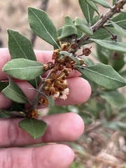 Lyonia fruticosa