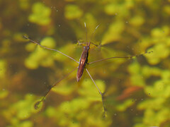 Limnoporus dissortis