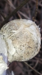 Fomitopsis betulina
