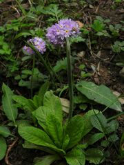 Primula monticola