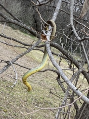 Coluber constrictor flaviventris