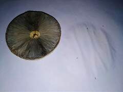 Chlorophyllum molybdites