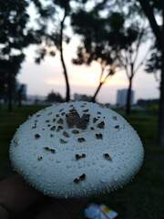 Chlorophyllum molybdites