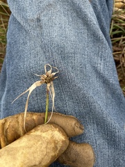 Rhynchospora colorata