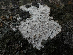 Lecanora rupicola