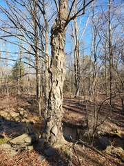 Betula alleghaniensis