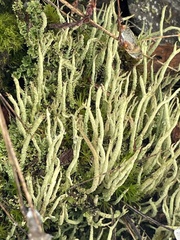 Cladonia subulata