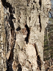 Betula alleghaniensis