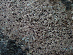 Arthonia phaeobaea