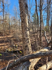 Betula alleghaniensis