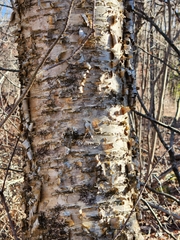 Betula alleghaniensis