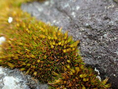 Schistidium maritimum