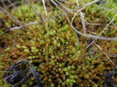 Aulacomnium androgynum