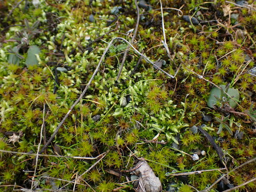 Image of Homalothecium arenarium by no rights reserved