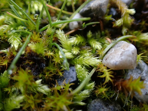 Sandwort Homalothecium Moss (Homalothecium arenarium)