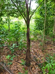 Roystonea borinquena