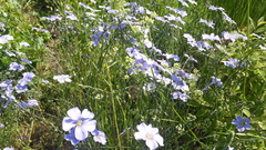 Linum perenne