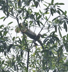 Iguanidae