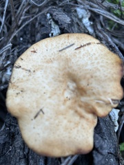 Polyporus decurrens