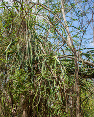Selenicereus triangularis