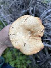 Polyporus decurrens