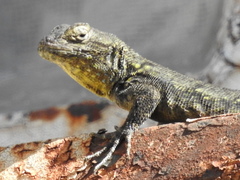 Sceloporus