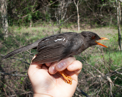 Turdus aurantius