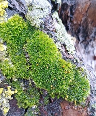 Orthotrichum diaphanum