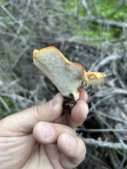 Polyporus decurrens