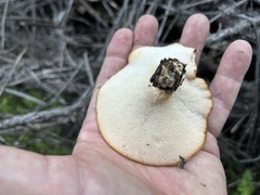 Polyporus decurrens