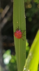 Brontocoris nigrolimbatus