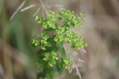 Euphorbia stricta