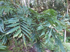 Pometia pinnata