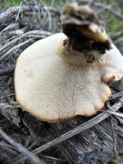 Polyporus decurrens