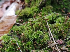 Brachytheciastrum velutinum