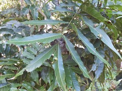 Pometia pinnata