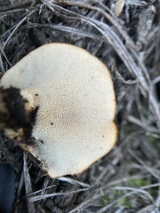 Polyporus decurrens