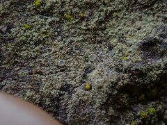 Lecanora expallens