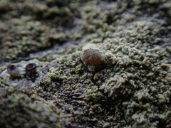 Lecanora expallens