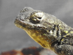 Sceloporus