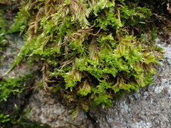 Homalothecium aureum