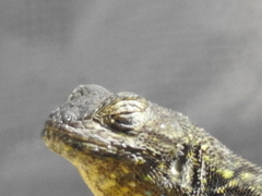 Sceloporus