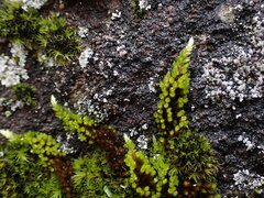 Homalothecium aureum