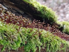 Brachytheciastrum velutinum