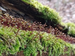 Brachytheciastrum velutinum