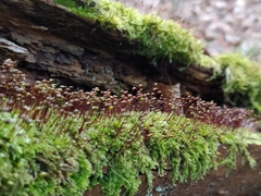 Brachytheciastrum velutinum